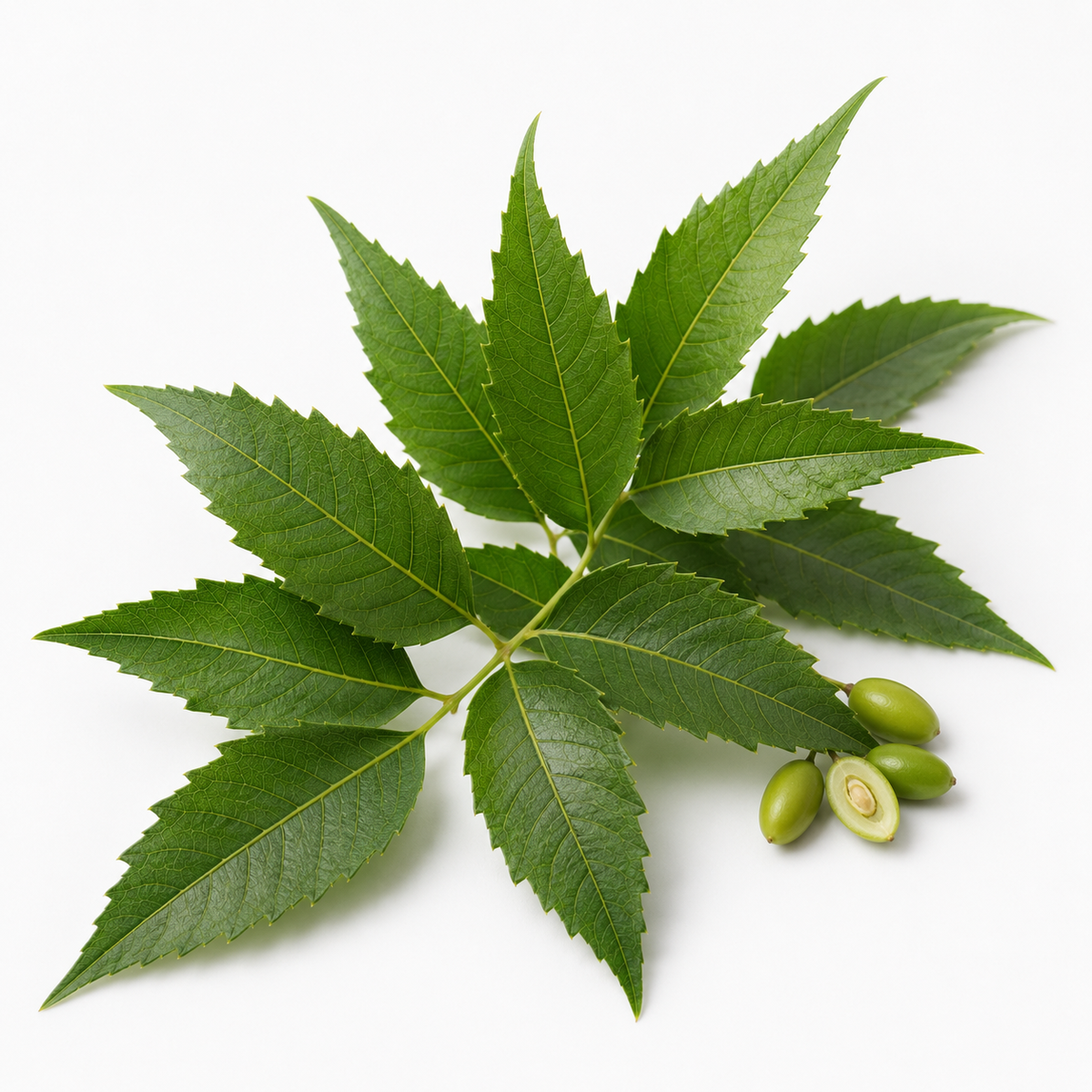 Neem